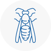 Newton Aycliffe Wasp Nest Removal